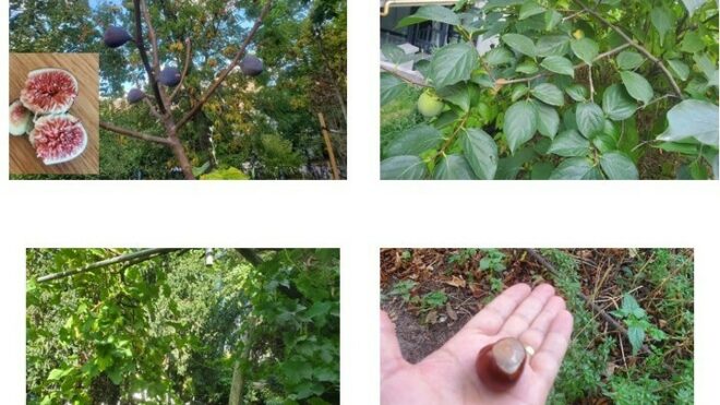 Des arbres pour la biodiversité